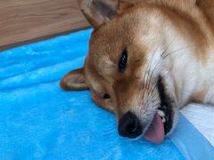 -爱侣宠医·鹦鹉专科·小型哺乳类·异宠专科(灵石路店)