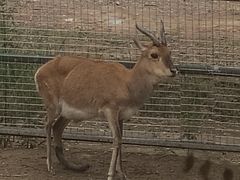 -青藏高原野生动物园