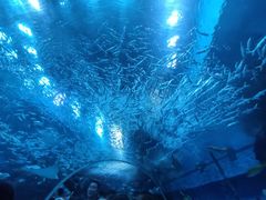 -海合安成都极地海洋公园