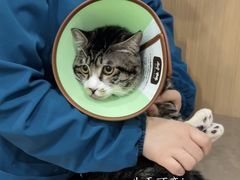 -米苏动物医院·犬猫专科·骨科外科内窥镜