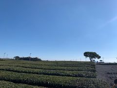 -雪绿茶博物馆