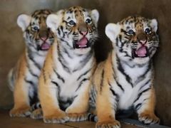 -西霞口神雕山野生动物世界