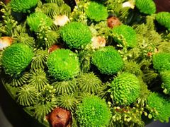 -小苍兰风铃草·礼物蛋糕(沈阳店)