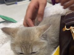 -中农国际动物医院24小时·猫科·骨科·急重症中心