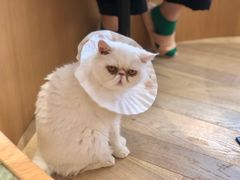 -CAT’S MEWSTAR CAFE·喵星球猫屋(晴湾咖啡店)