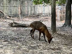 -清迈夜间动物园