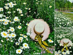 -广富林郊野公园