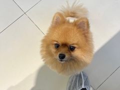 -怪兽屋·羊驼·猫咖·狗咖(俊华广场店)