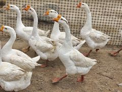 -天津东丽湖风景区