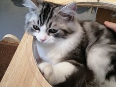 -飞行喵MR PILOT|猫舍·猫咖(静安大融城店)