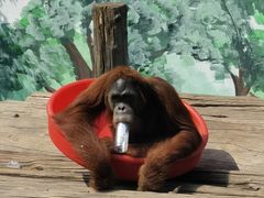 -西霞口神雕山野生动物世界