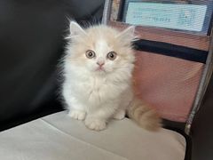 -糯米喵星人总部直营旗舰店·猫舍·幼猫出售