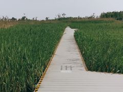 -鹦鹉洲湿地公园