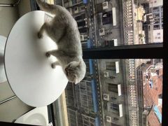 -怪兽屋·羊驼·猫咖·狗咖(俊华广场店)