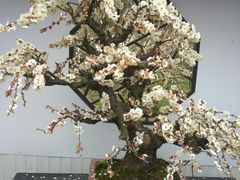 -香雪海
