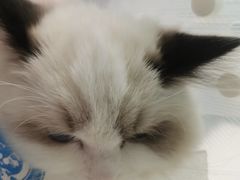 -纳吉亚猫专科动物医院博雅分院