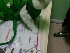 -圣宠动物医院·犬猫专科·影像中心·外科中心