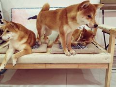 -柴源莊·柴小宠柴犬咖啡