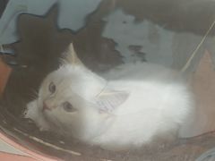 -米苏动物医院·犬猫专科·骨科外科内窥镜