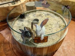 点击看大图 -奇幻萌宠部落(映月湖环宇城店)