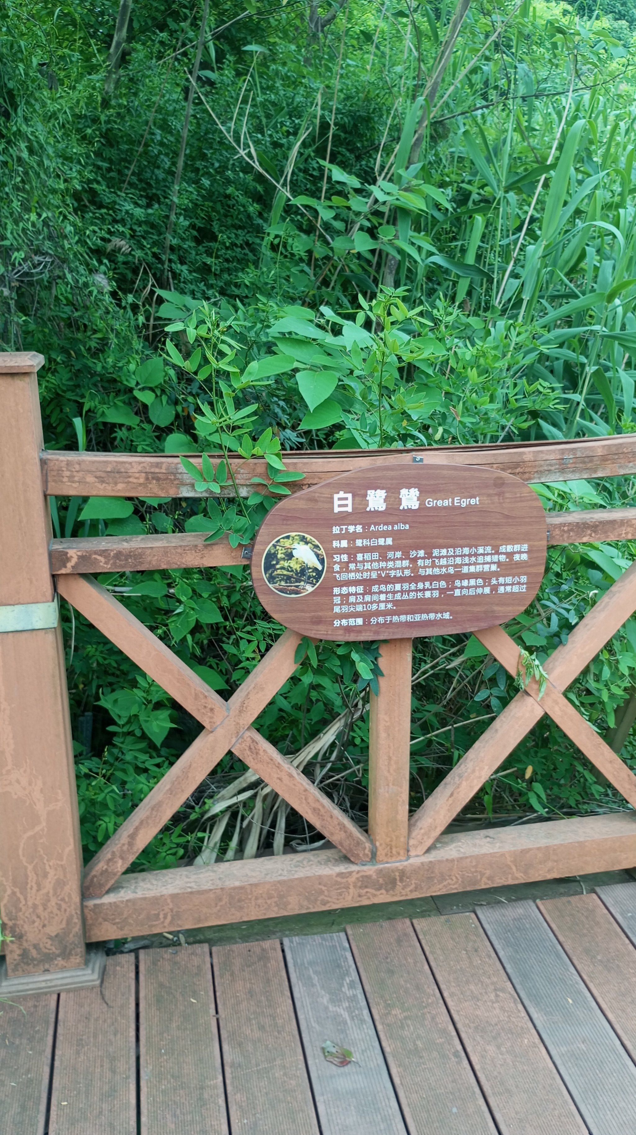 峨秀湖公园位于峨眉山市区,面积还是比较大,要逛很久
