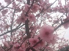 -秀丽东方