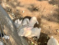 -上美四季动物农场