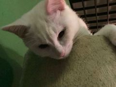 -喵店&猫咖