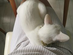 -喵的天空名猫咖啡馆·撸猫·猫舍·用品