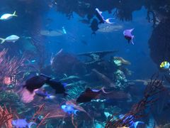 -迪拜帆船酒店海底餐厅