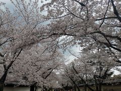 -醍醐寺
