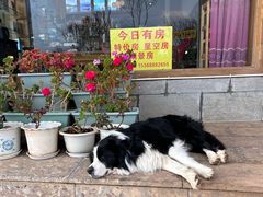 -丽江泸沽湖景区-里格半岛