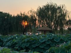 -白洋淀景区