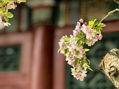 -海棠花溪(元大都城垣遗址公园)