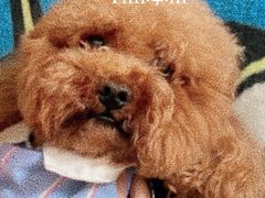 -Tim炒酸奶