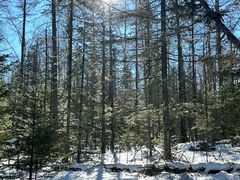 -峡谷浮石林景区