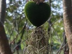 -中国科学院西双版纳热带植物园