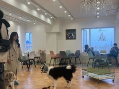 -Let's go狗咖·猫咖·奶狗·桌游(春熙路IFS店)