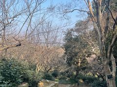 -香雪海