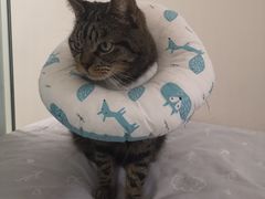 -喜多萌中农锦绣动物医院24H·猫科·牙科MRI·CT