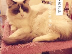 -猫色咖啡·猫咖