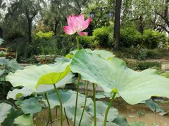 -武清南湖绿博园