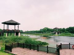 -荷塘月色湿地公园·向阳花洲