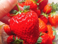 -锦泓老字号猪脏粉(东联大厦店)