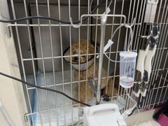 -御宝贝24h宠物医院·转诊中心·CT核磁血透中心(厦门总院)