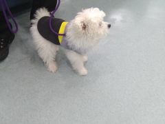 -瑞鹏宠物医院·爱宠堂·骨外专科(西荷分院)