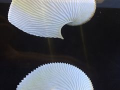 -贝壳梦幻世界