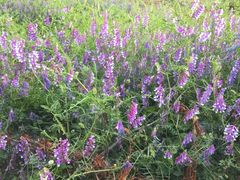 -泸沽湖国家级风景名胜区走婚桥