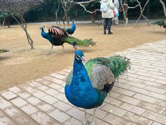 -杭州野生动物世界