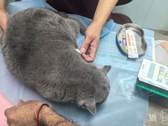 -纳吉亚猫专科动物诊疗中心(蒋宅口分院)